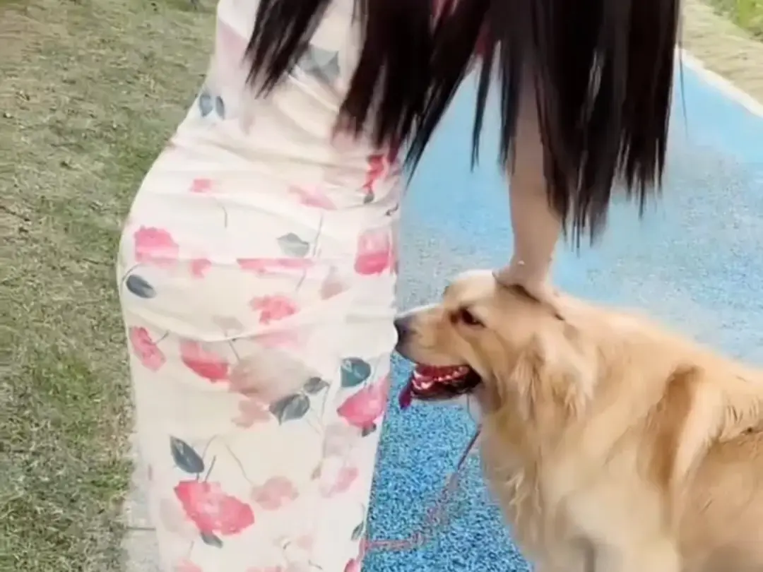 《抖音香香公主与爱犬金毛》科普完整版在线免费观看-抖音香香公主与爱犬直播回放高清资源网盘免费领取